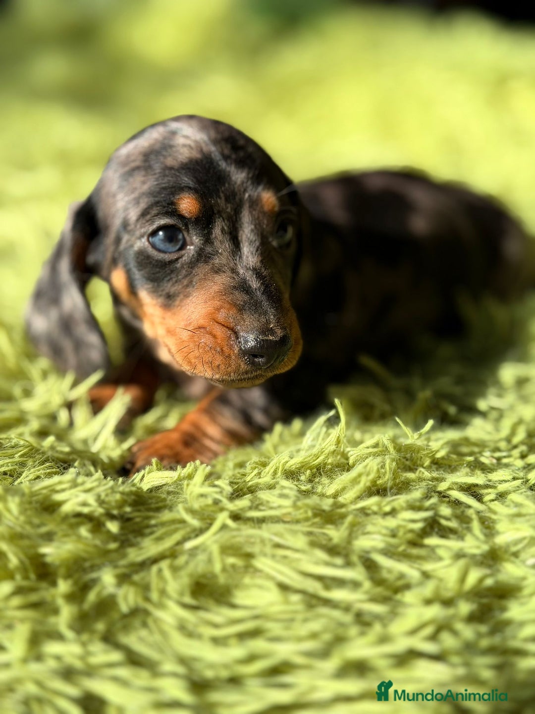 Teckel Miniatura perros en venta: TECKEL ARLEQUIN MACHO - Anuncio 1