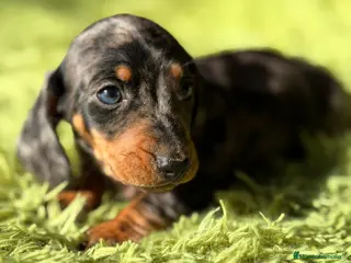 Teckel Miniatura perros TECKEL ARLEQUIN MACHO - Anuncio 2