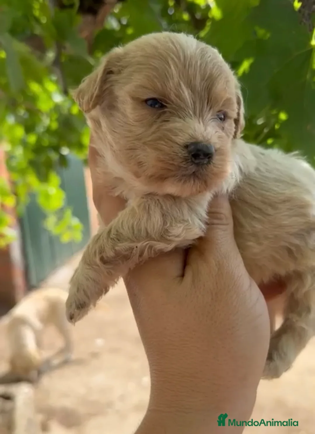 Maltipoo perros en venta: Maltipoo disponibles🐶🐾 - Anuncio 2