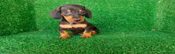Teckel Miniatura perros en venta: teckel miniatura - Anuncio 8