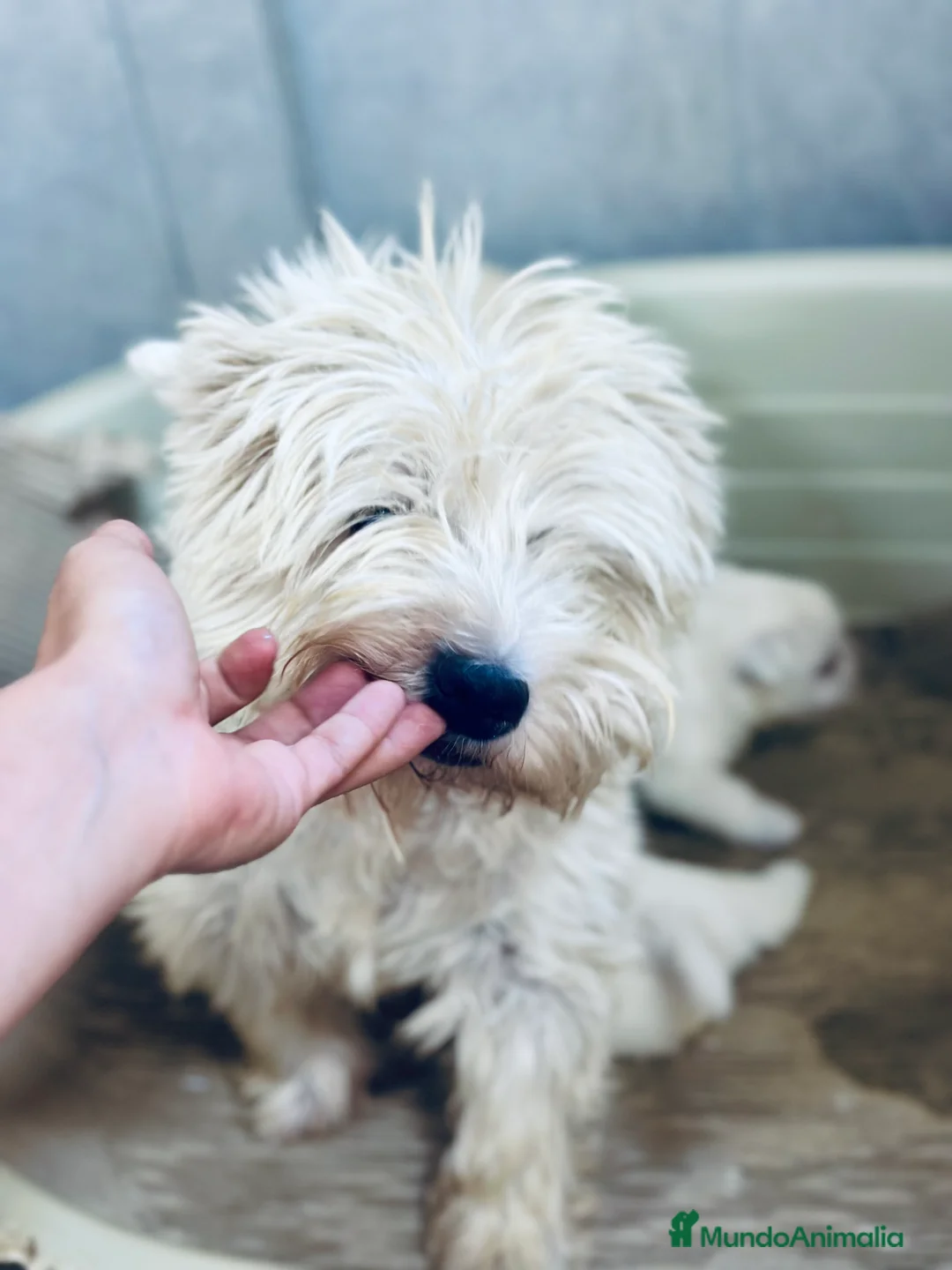 West Highland White Terrier perros en venta: WEST HIGHLAND WHITE TERRIER - Anuncio 8
