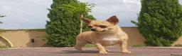 Chihuahua perros en venta: Cachorros de Chihuahua disponibles - Anuncio 3