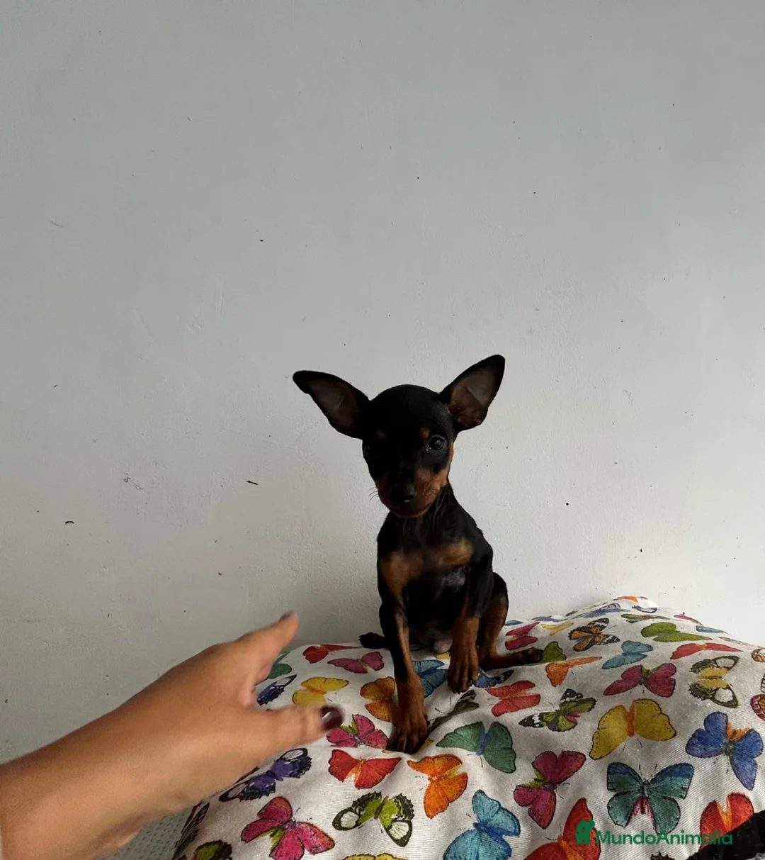 Ratón de Praga perros en venta: Raton de praga - Anuncio 2