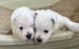 West Highland White Terrier perros en venta: WEST HISTLAND TERRIER - Imagen 3