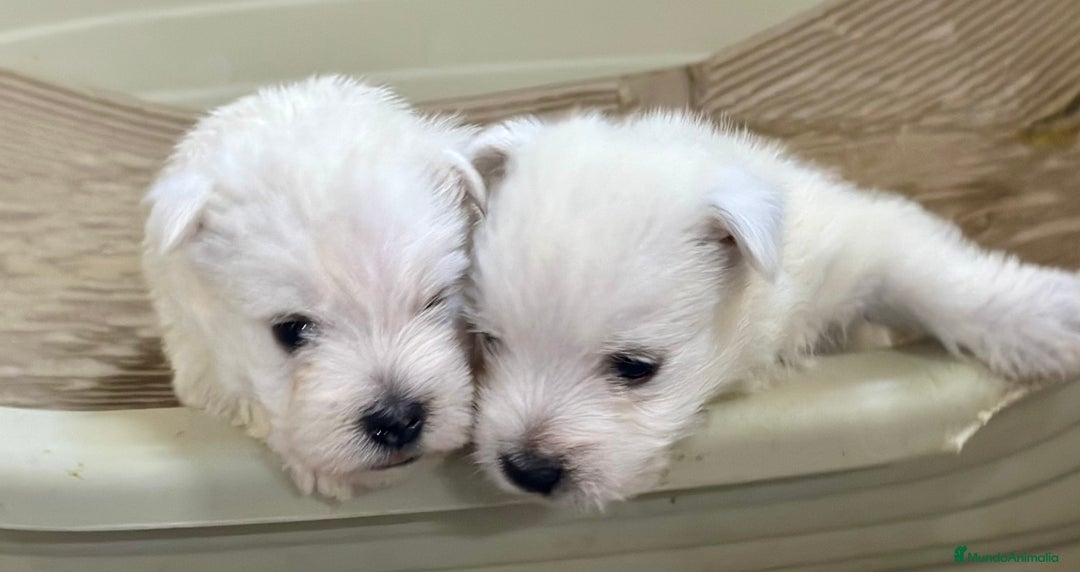 West Highland White Terrier perros en venta: WEST HISTLAND TERRIER - Imagen 3