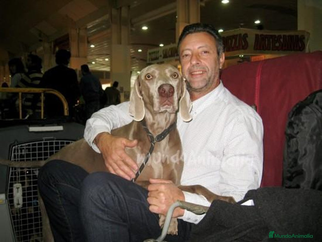 Imagen de galería {{count}}