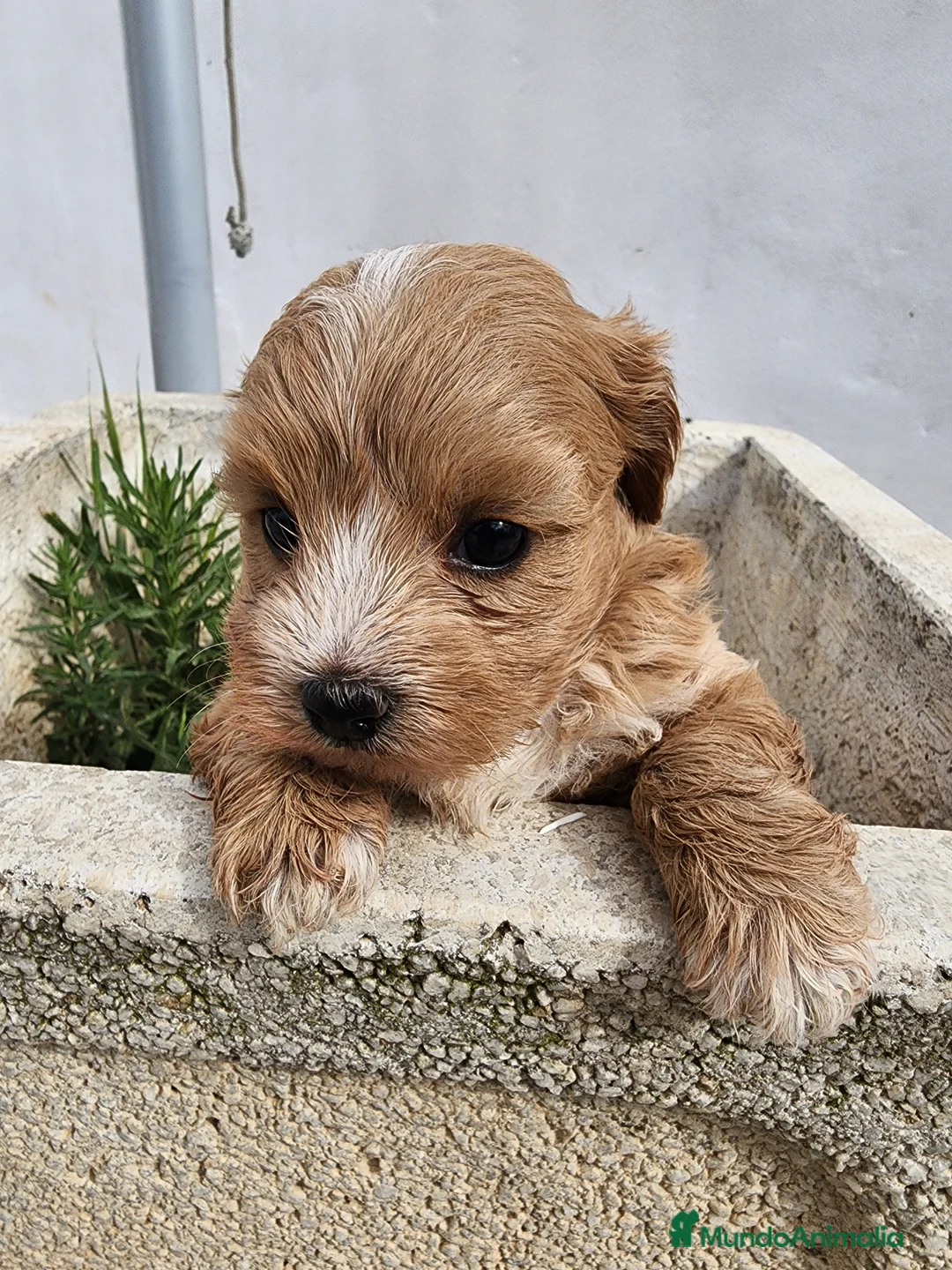 Maltipoo perros en venta: Cachorrito Maltipoo precio real - Anuncio 14