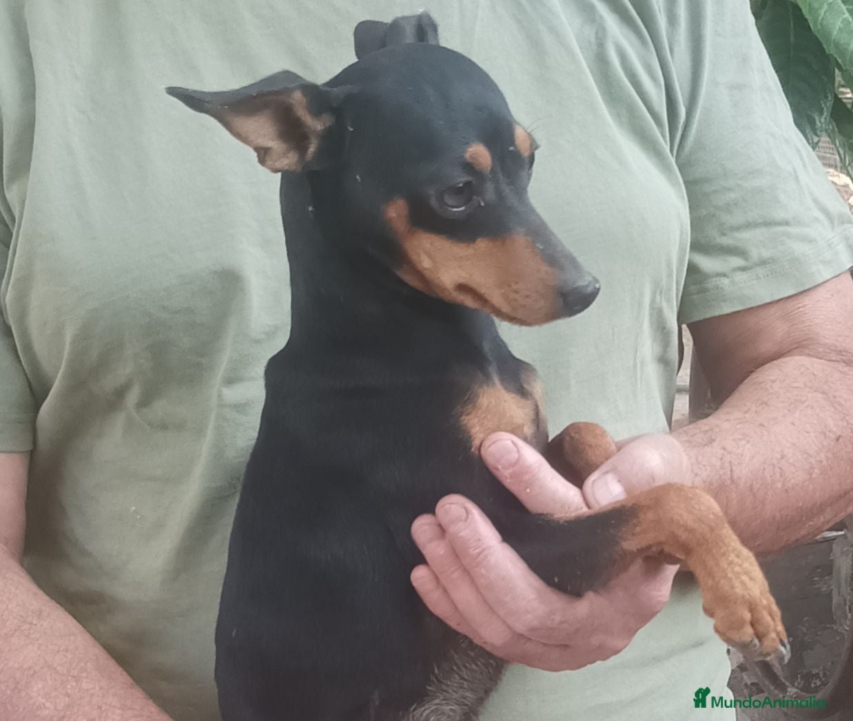 Pinscher Miniatura perros SE VENDEN MINI PINCHER - Anuncio 2