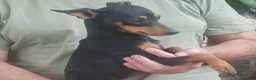 Pinscher Miniatura perros en venta: SE VENDEN MINI PINCHER - Anuncio 1