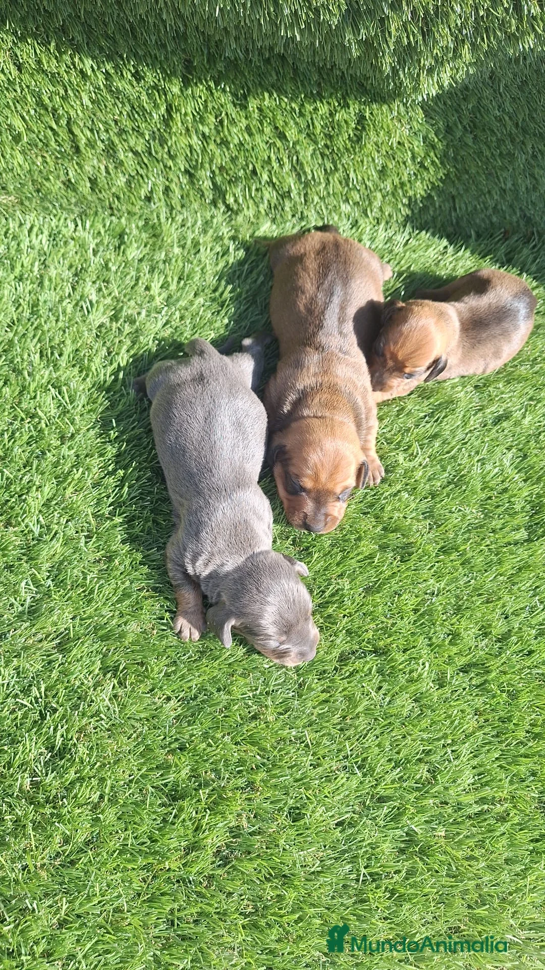 Teckel Miniatura perros en venta: Teckel kanichen machos oja seca y Blue  - Anuncio 2