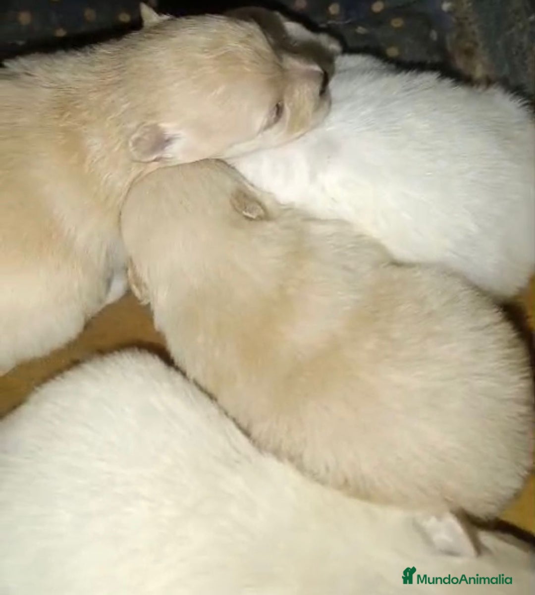 Pomerania perros en venta: Lulu pomerania toy  - Anuncio 6