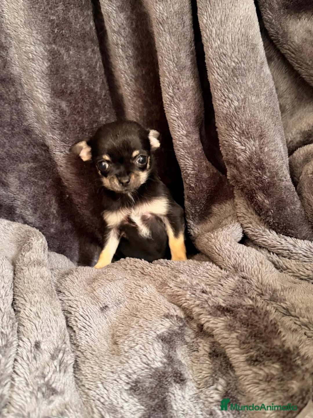 Chihuahua perros en venta: Chihuahua Toy super pequeños preciosos  - Anuncio 2