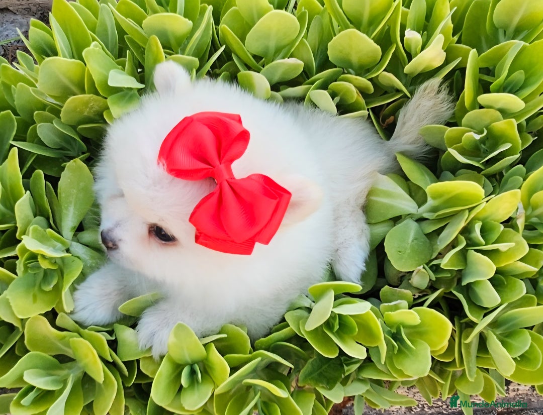 Pomerania perros en venta: Preciosa cachorrita Pomerania  - Imagen 3