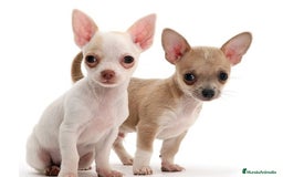Chihuahua perros en venta: Mimoso bebé de Chihuahua - Imagen 1