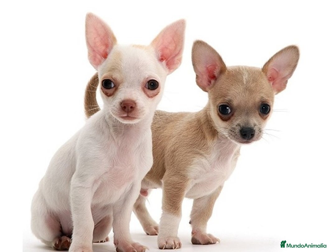 Chihuahua perros en venta: Mimoso bebé de Chihuahua - Imagen 1