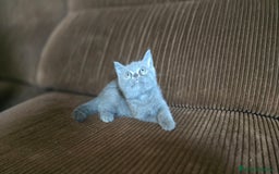 Scottish Straight gatos en venta: Gatcot.com - Imagen 3
