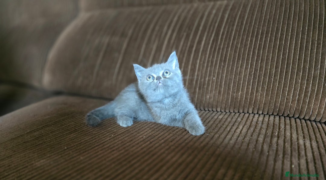 Scottish Straight gatos en venta: Gatcot.com - Imagen 3