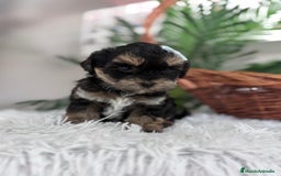 Raza Mixta perros en venta: YORKIPOO - Anuncio 2