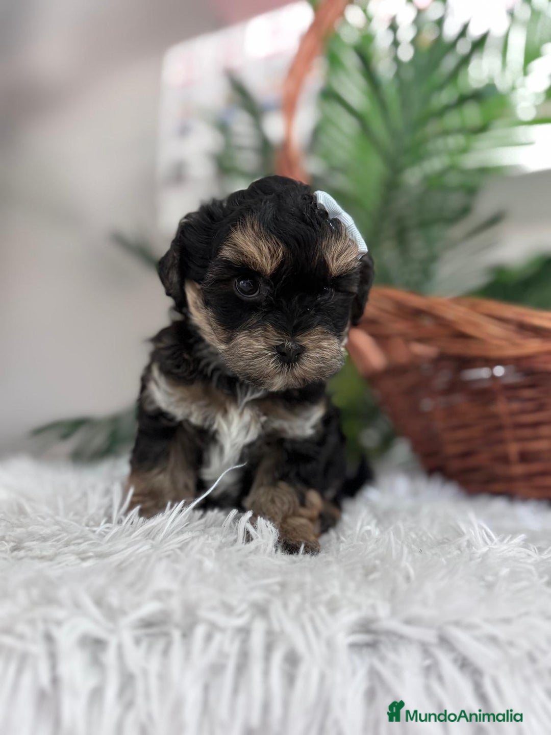 Raza Mixta perros en venta: YORKIPOO - Anuncio 2