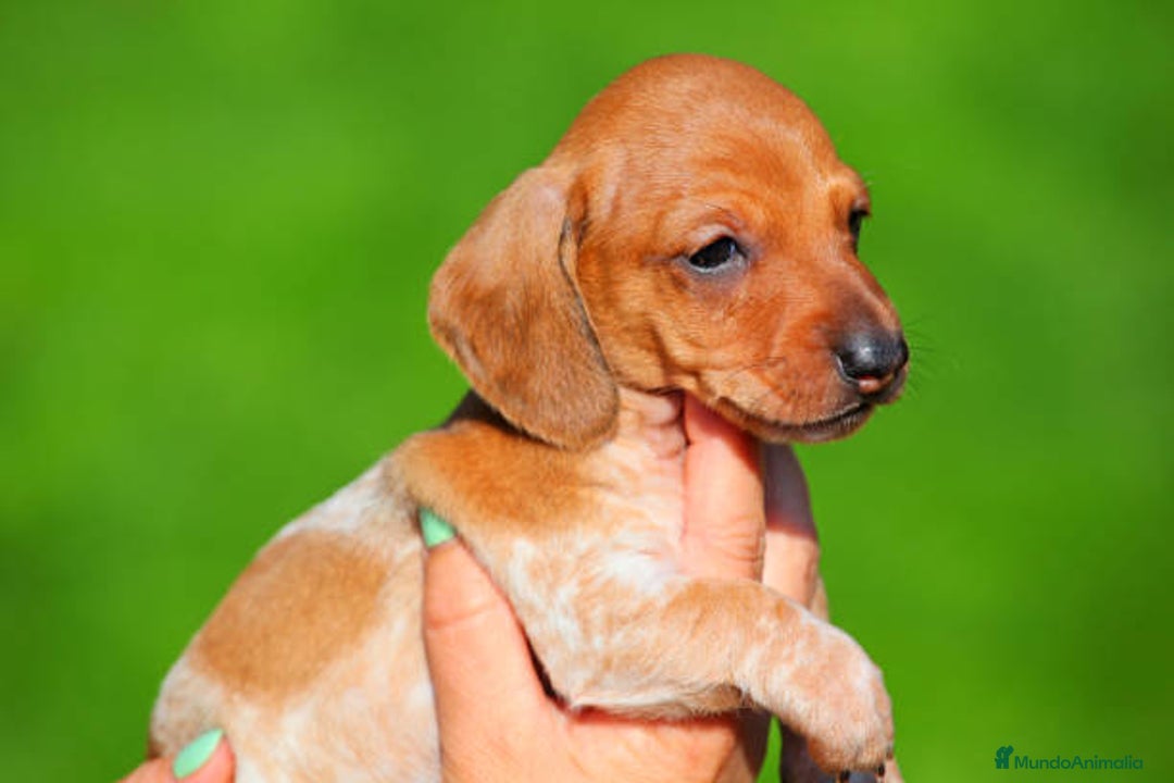 Teckel Miniatura perros en venta: TECKEL ALMERIA  - Imagen 2