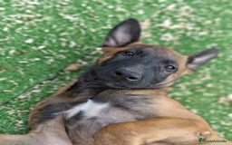 Pastor Belga Malinois perros en venta: Pastor belga malinois.precio real - Imagen 3