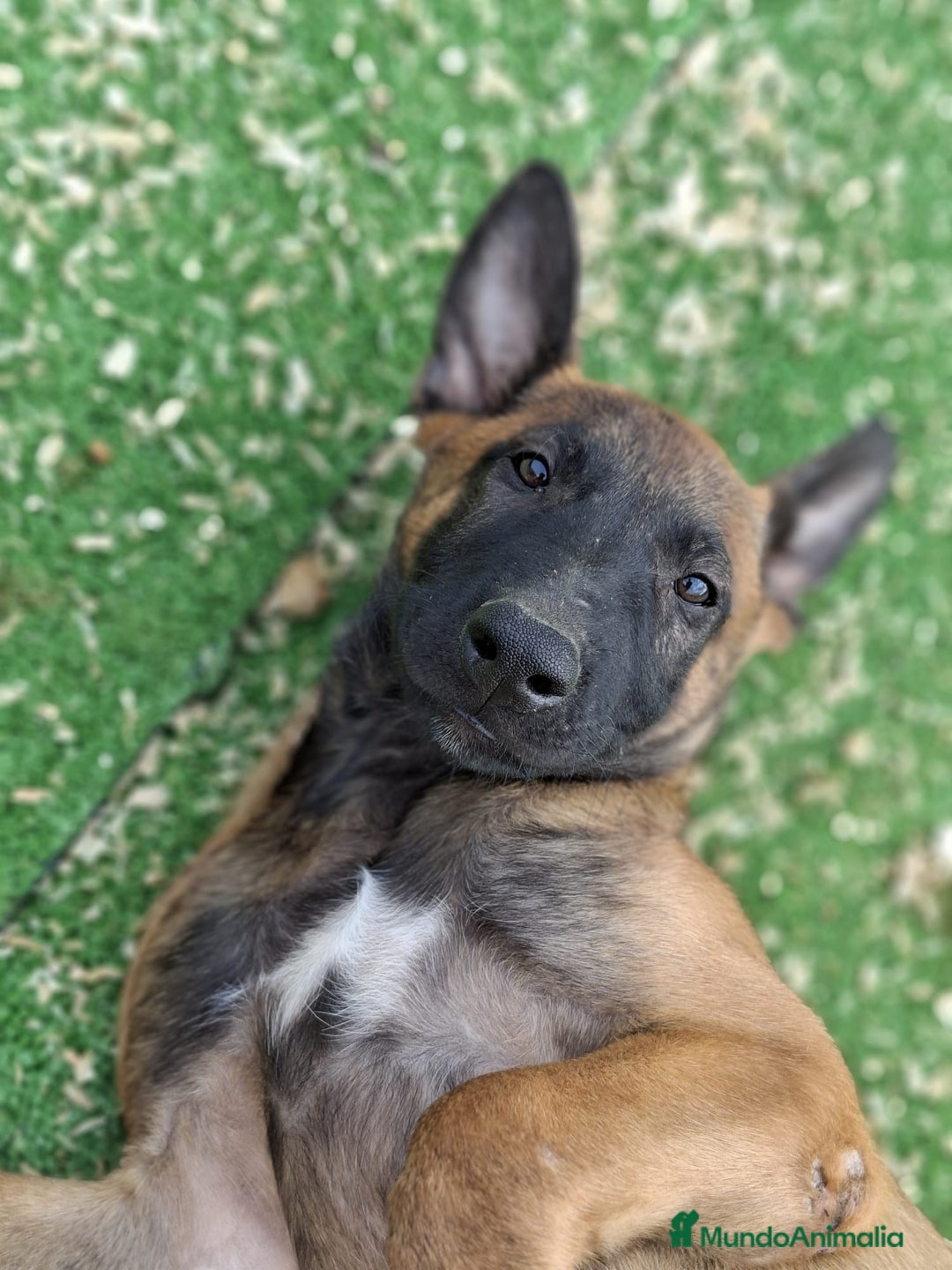 Pastor Belga Malinois perros en venta: Pastor belga malinois.precio real - Imagen 3