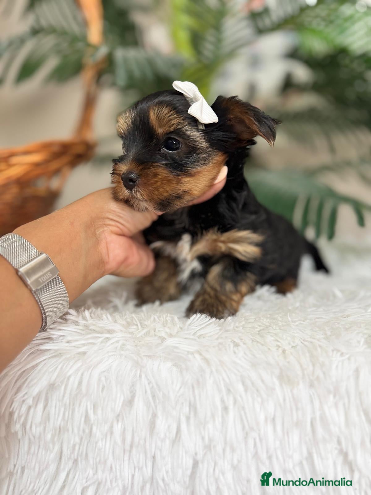 Yorkshire Terrier perros YORKSHIRE TERRIER - Anuncio 1