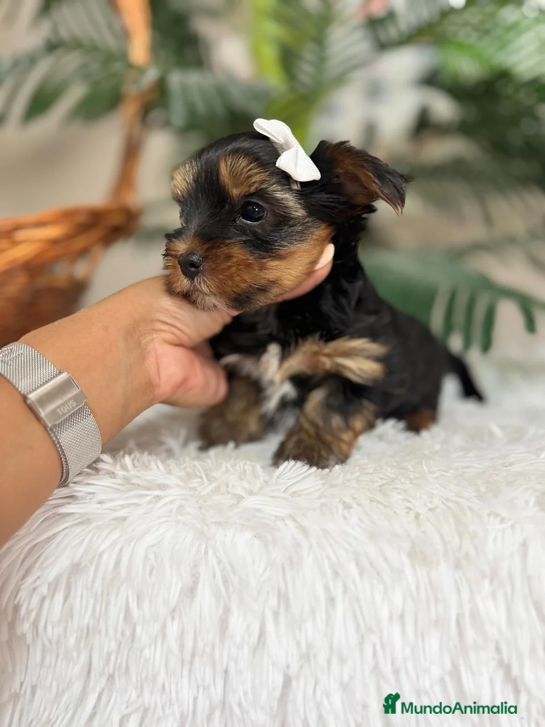 Yorkshire Terrier perros en venta: YORKSHIRE TERRIER - Anuncio 1