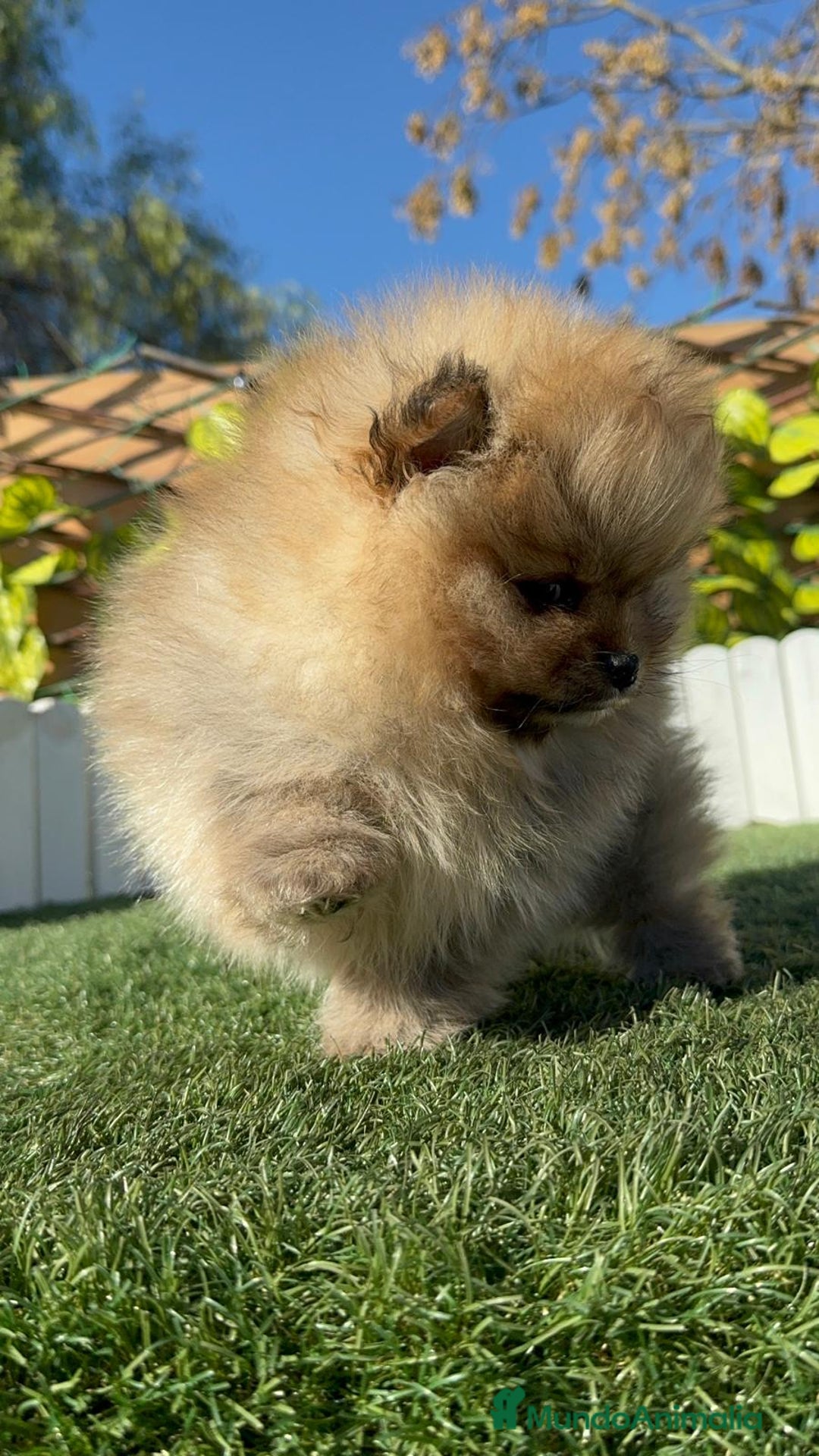 Pomerania perros en venta: POMERANIA CARA DE OSITO - Anuncio 18