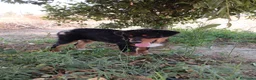 Pastor Australiano perros en venta: PASTOR AUSTRALIANO  - Anuncio 5