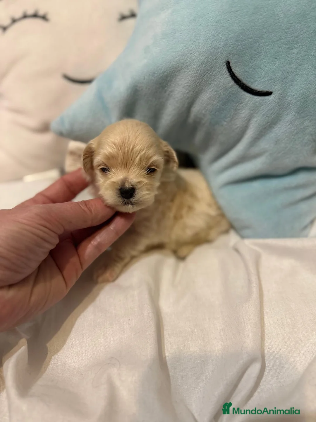 Maltipoo perros en venta: Maltipoo TOY  - Anuncio 10