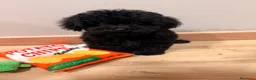 Caniche Toy perros en venta: Preciosa Caniche Toy Negra  - Anuncio 5