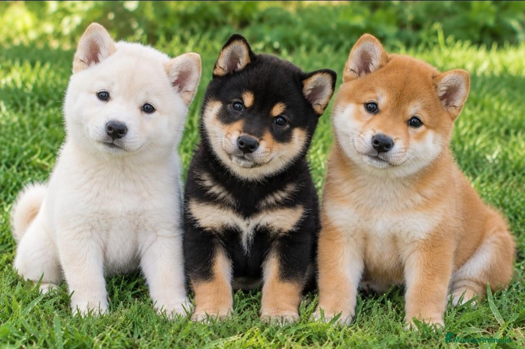 Shiba Inu perros Shiba Inu Top - Anuncio 3