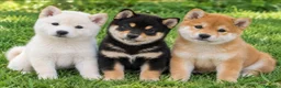 Shiba Inu perros en venta: Shiba Inu Top - Anuncio 1