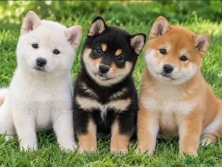 Shiba Inu perros Shiba Inu Top - Anuncio 3