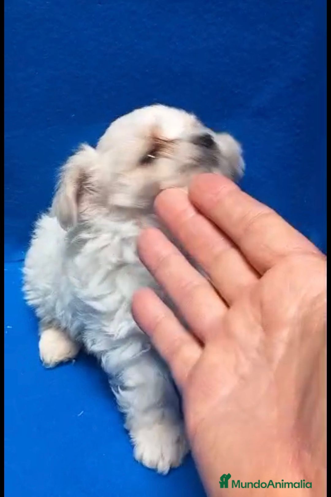 Bichón Maltés perros en venta: Bichon maltés toy - Imagen 10