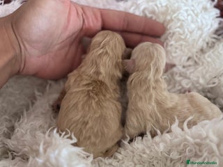 Maltipoo perros MALTIPOO HEMBRAS - Anuncio 1