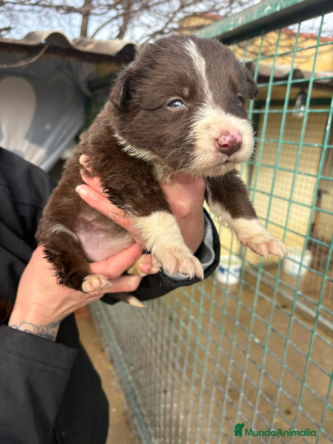 Border Collie perros en venta: Cachorro hembra Border Collie Chocolate  - Anuncio 3