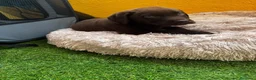 Labrador Retriever perros en venta: Labrador retriever chocolate  - Anuncio 5