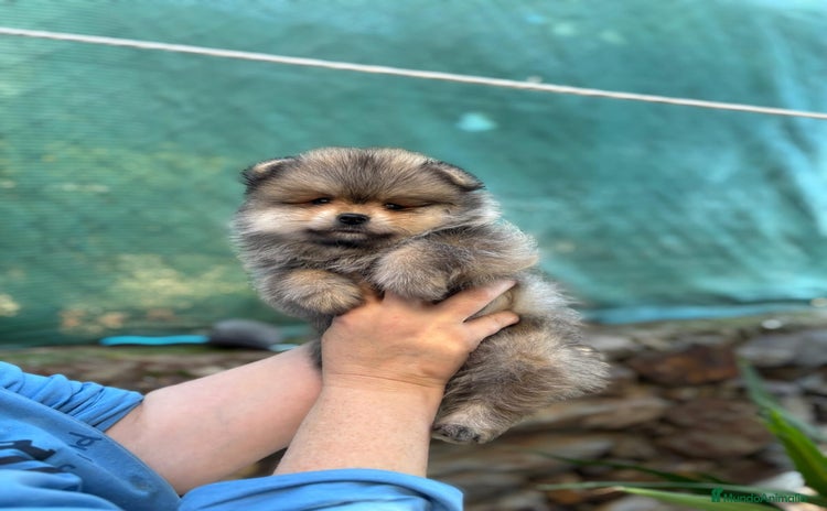 Pomerania perros Machito sable línea rusa  Plasencia  - Anuncio 1