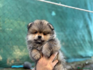 Pomerania perros Machito sable línea rusa Plasencia - Anuncio 1