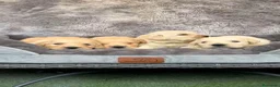 Golden Retriever perros en venta: Cachorros Golden retriever - Anuncio 4