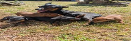 Pinscher Miniatura perros en venta: Pinscher cariñosos - Anuncio 3