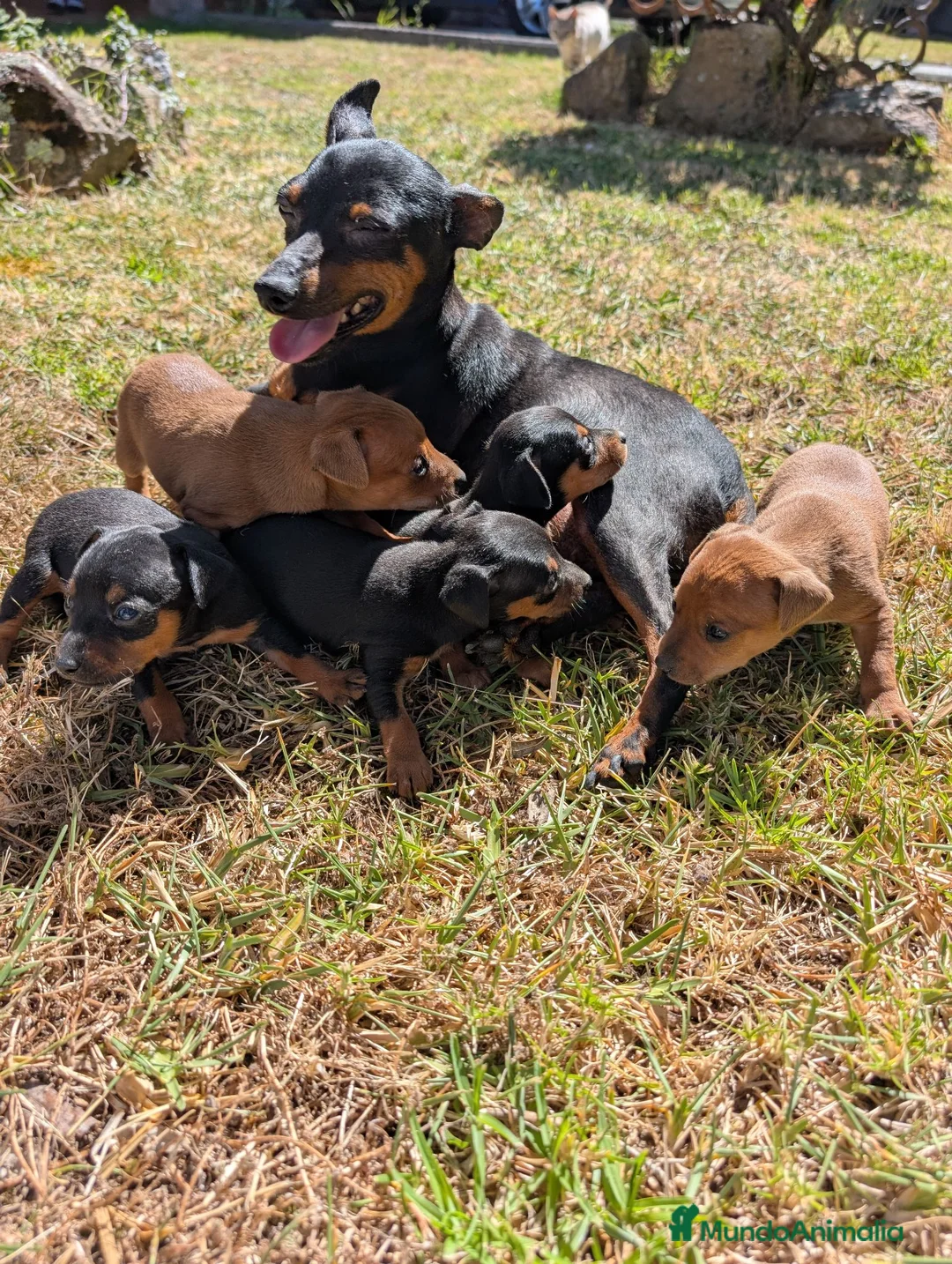 Pinscher Miniatura perros en venta: Pinscher cariñosos - Anuncio 3