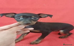 Pinscher Miniatura perros en venta: Pincher  - Imagen 1