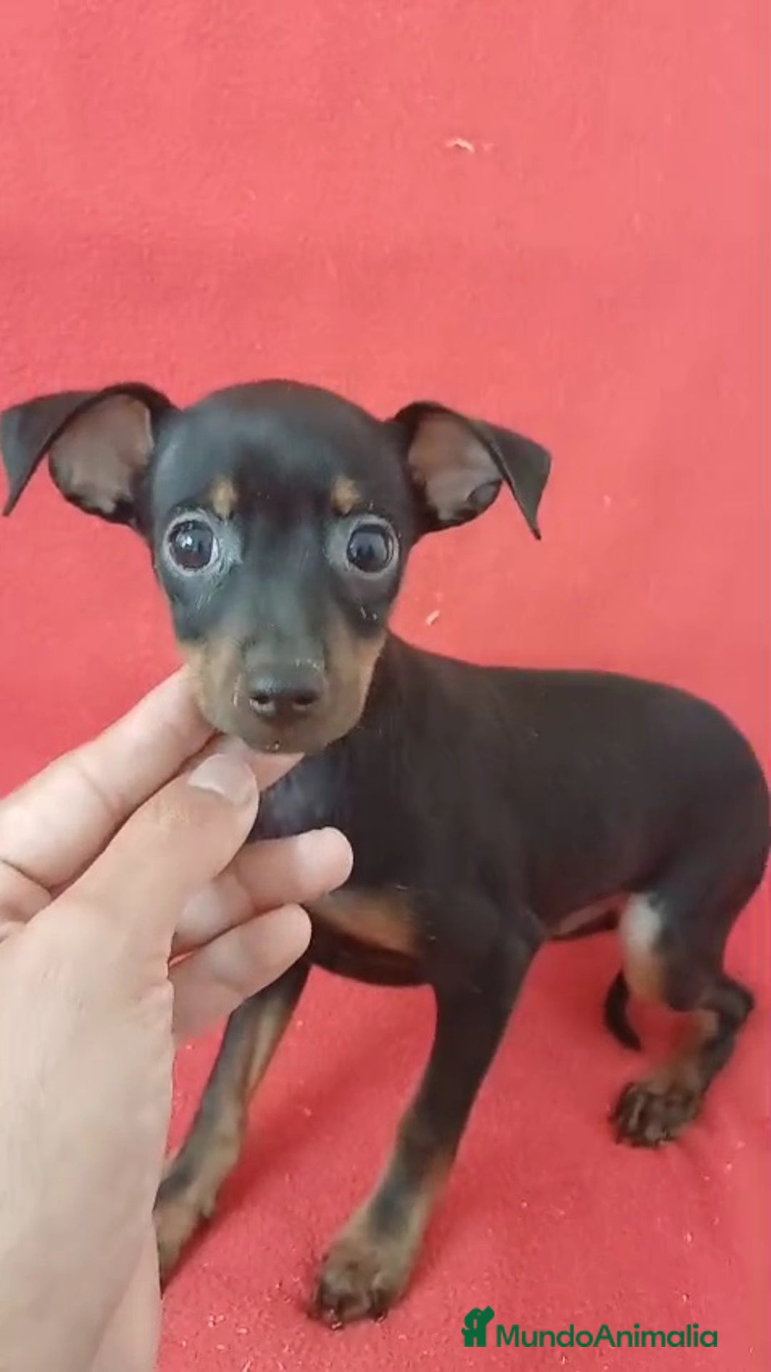 Pinscher Miniatura perros en venta: Pincher  - Imagen 1