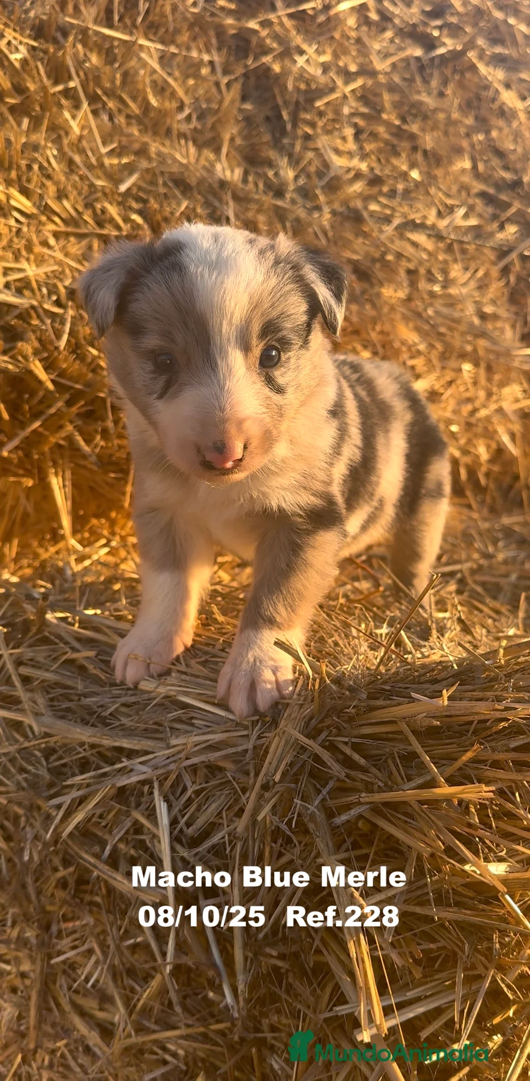 Border Collie perros en venta: Border Collie Blue Merle - Anuncio 10
