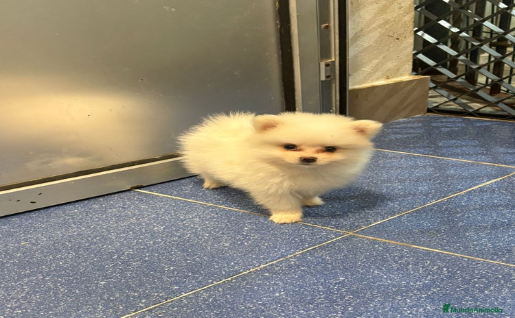 Pomerania perros - Anuncio 6