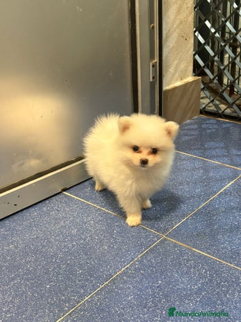 Pomerania perros - Anuncio 1