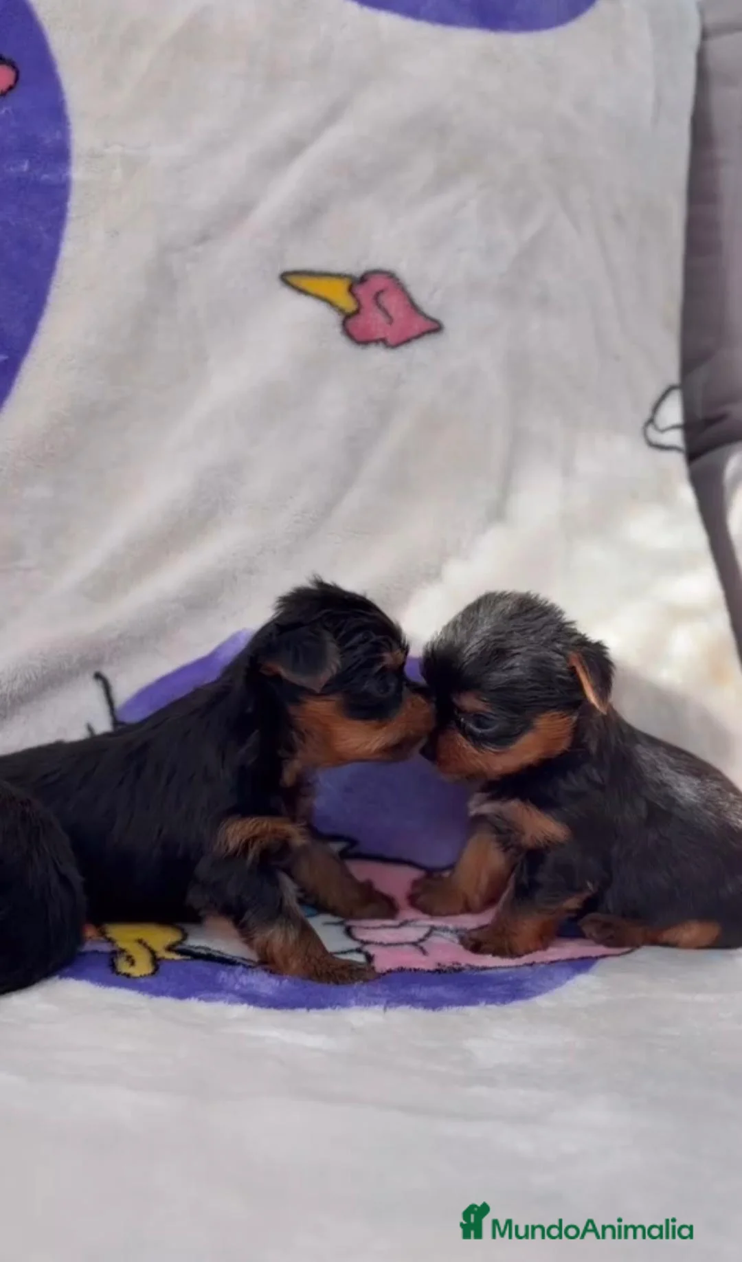 Yorkshire Terrier perros en venta: YORKSHIRE  - Anuncio 2